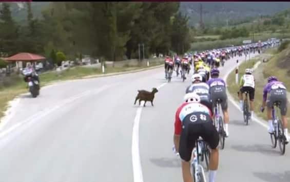 Capra attraversa la strada durante terza tappa del Giro d'Italia