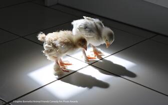 Le foto dei 40 finalisti all'Animal Friends Comedy Pet Photo Awards
