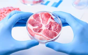 Raw meat sample in laboratory Petri dish. Cultured lab grown meat or meat examination concept.