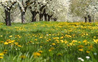 spring meadow with blooming orchard trees in the region Ortenau, South Germany, zone on the foothill of the Black Forest, famous for cherry blooming