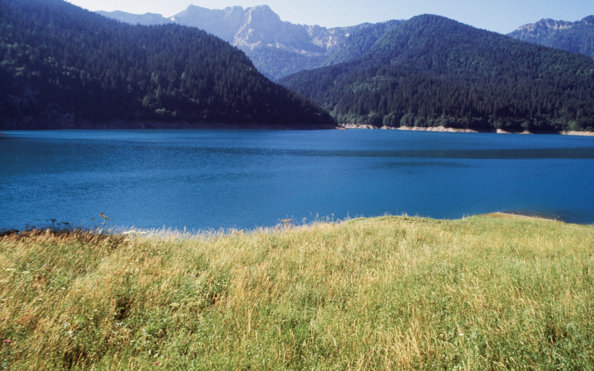 sauris
