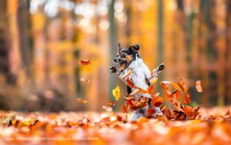 Le foto dei 40 finalisti all'Animal Friends Comedy Pet Photo Awards