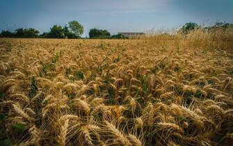 Agricoltura