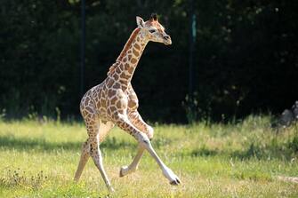 GERMANY ANIMALS GIRRAFE BERLIN TIERPARK ZOO