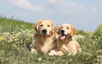 Dog Golden Retriever  two adults lying on the ground