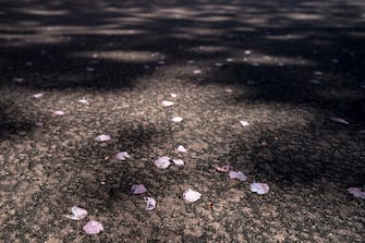 KAWAZU, JAPAN - FEBRUARY 20: Kawazu-zakura cherry trees are in bloom on February 20, 2023 in Kawazu, Japan. In the small town on the east coast of the Izu Peninsula, a type of cherry blossom that begins to flower two months earlier than the normal type of cherry will be in full bloom at the end of February. (Photo by Tomohiro Ohsumi/Getty Images)