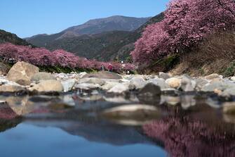 KAWAZU, JAPAN - FEBRUARY 20: Kawazu-zakura cherry trees are in bloom along a river on February 20, 2023 in Kawazu, Japan. In the small town on the east coast of the Izu Peninsula, a type of cherry blossom that begins to flower two months earlier than the normal type of cherry will be in full bloom at the end of February. (Photo by Tomohiro Ohsumi/Getty Images)