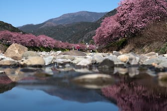 KAWAZU, JAPAN - FEBRUARY 20: Kawazu-zakura cherry trees are in bloom along a river on February 20, 2023 in Kawazu, Japan. In the small town on the east coast of the Izu Peninsula, a type of cherry blossom that begins to flower two months earlier than the normal type of cherry will be in full bloom at the end of February. (Photo by Tomohiro Ohsumi/Getty Images)