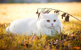 Beautiful Turkish Angora cat with long white hair playing outside