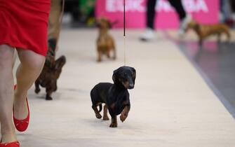 epa10957337 A dog is presented during the International Dog Show 2023 at the Poznan International Fair in Poznan, Poland, 04 November 2023. Dog lovers and enthusiasts, during the three day event, can enjoy showcasing 250 dog breeds and also explore stands presenting numerous accessories for dogs.  EPA/JAKUB KACZMARCZYK POLAND OUT