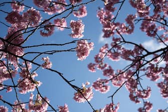 KAWAZU, JAPAN - FEBRUARY 20: Kawazu-zakura cherry trees are in bloom on February 20, 2023 in Kawazu, Japan. In the small town on the east coast of the Izu Peninsula, a type of cherry blossom that begins to flower two months earlier than the normal type of cherry will be in full bloom at the end of February. (Photo by Tomohiro Ohsumi/Getty Images)