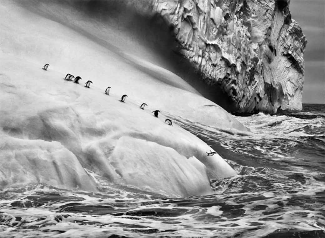 Sebastião Salgado (Aimorés, 1944) Gli iceberg sono pezzi di ghiacciaio che si staccano e vanno alla deriva nel mare. Isole Sandwich Australi, 2009 © Sebastião Salgado/Contrasto