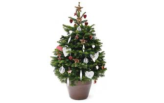 Vannucci Piante | Vero albero di Natale
