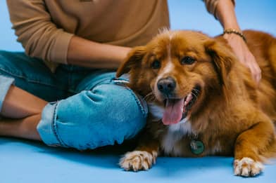 Studio: sono gli sguardi e le coccole a "sincronizzare" uomini e cani