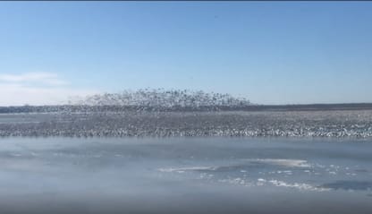 Mezzo milione di oche delle nevi scendono sul lago Missouri. VIDEO