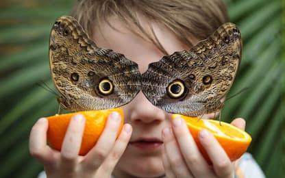 "Sensational Butterflies a Londra