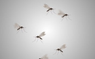 Dengue mosquitoes isolated flying on gradient background