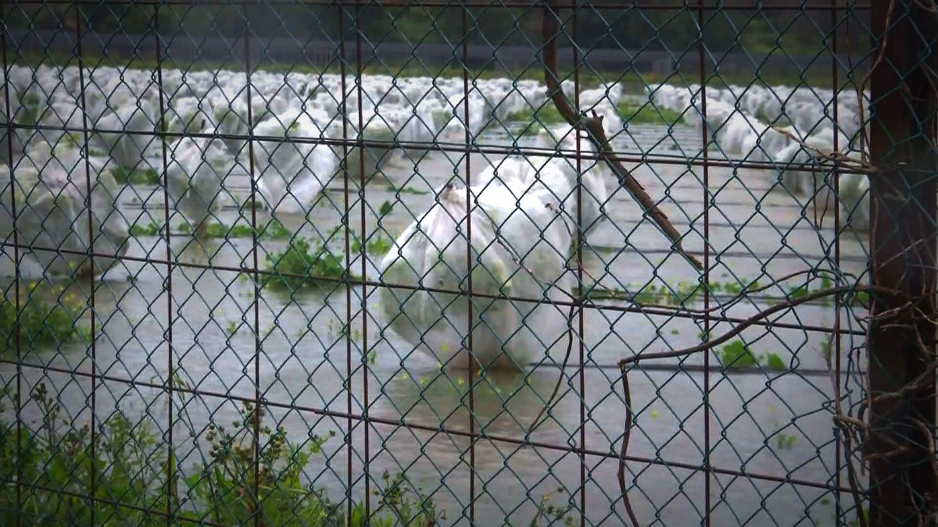 le campagne di Siracusa allagate dopo il passaggio del ciclone