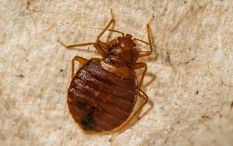 A close up of a Female Bed Bug found in Connecticut.