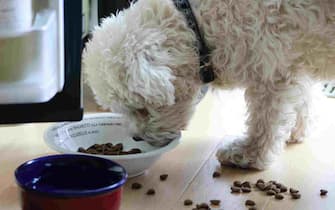 Little schnauzer puppy with dog biscuits bones