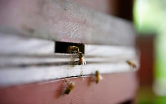 2 honey bees at entrance to a beehive