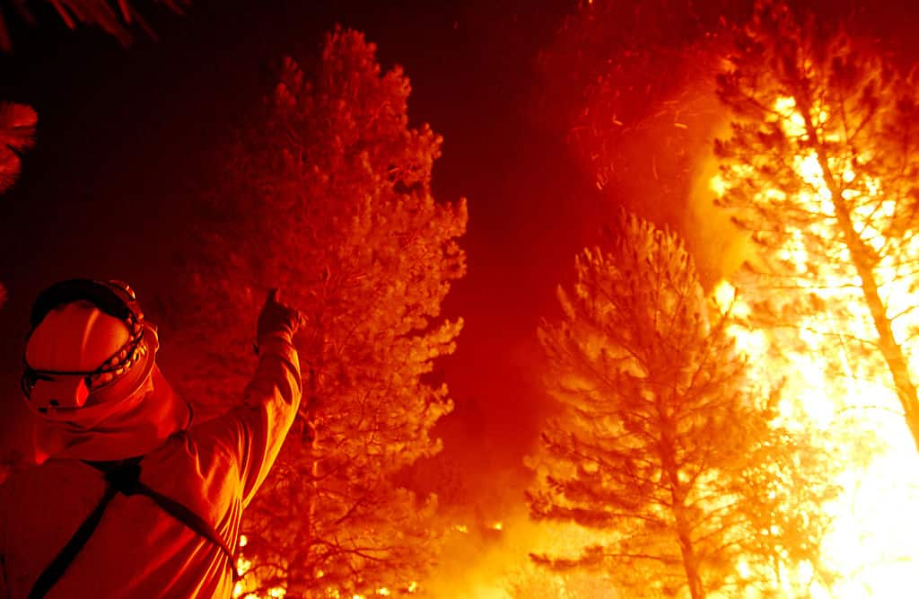 Sequoie in fiamme