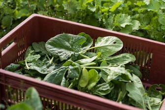 ANNECY, FRANCE - APRIL 16: A basket of spinach is seen at 'La Ferme d'Elouise' on April 16, 2020 in Seyssel, France. During the COVID-19 outbreak and lockdown, farmers have to change their habits in order to respect the safety recommendations. The Coronavirus (COVID-19) pandemic has spread to many countries across the world, claiming over 130,000 lives and infecting over 2 million people. (Photo by Richard Bord/Getty Images)
