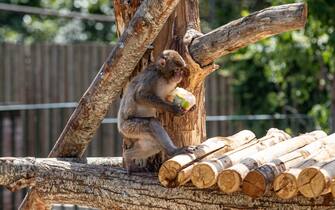 Bioparco, cibo fresco per gli animali contro il caldo