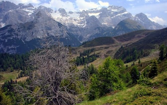 Landscape at hiking trail to Doss del Sabion near Pinzolo in South Tyrol in Italy,Europe