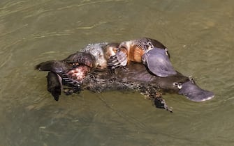 A couple of platypus mating in the Broken river, at the Eungella National Park