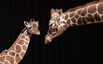 mamma e cuccioli di giraffa
