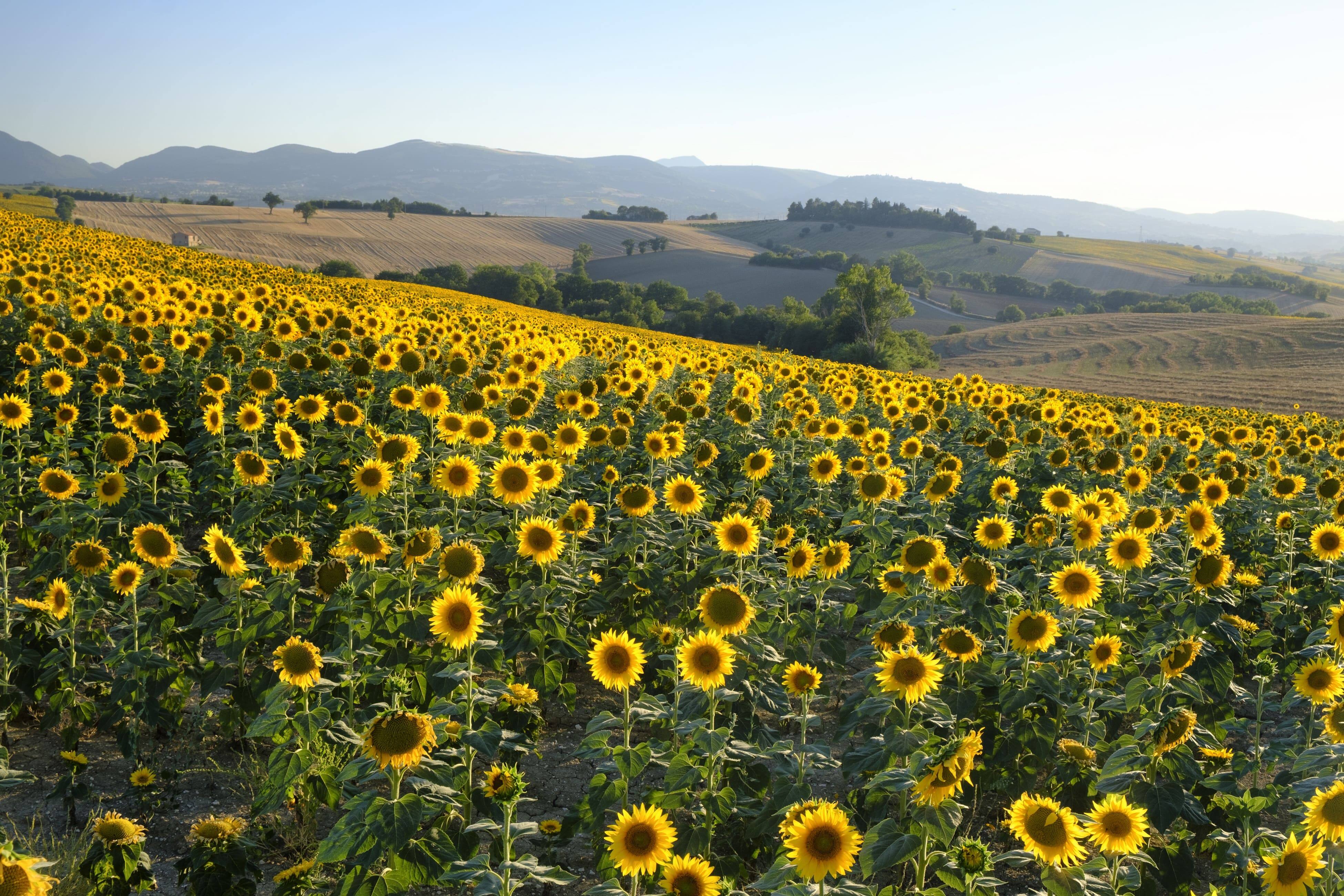 GIRASOLI