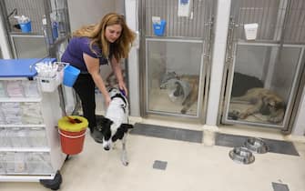 epa10934414 Mika, a five-years old dog found in Kibbutz Nir Oz and shot in her pelvis during the Hamas attack, receives treatment at the Hebrew University Veterinary Hospital in Rishon Lezion, Israel, 23 October 2023. The veterinary service in Israel together with hundreds of volunteers evacuated hundreds of injured pets to the veterinary hospitals throughout the country, after Hamas militants launched an attack against Israel from the Gaza Strip on 07 October. More than 4,500 Palestinians and 1,400 Israelis have been killed, according to the Israel Defense Forces (IDF) and the Palestinian health authority, since Hamas militants launched an attack against Israel from the Gaza Strip on 07 October.  EPA/ABIR SULTAN