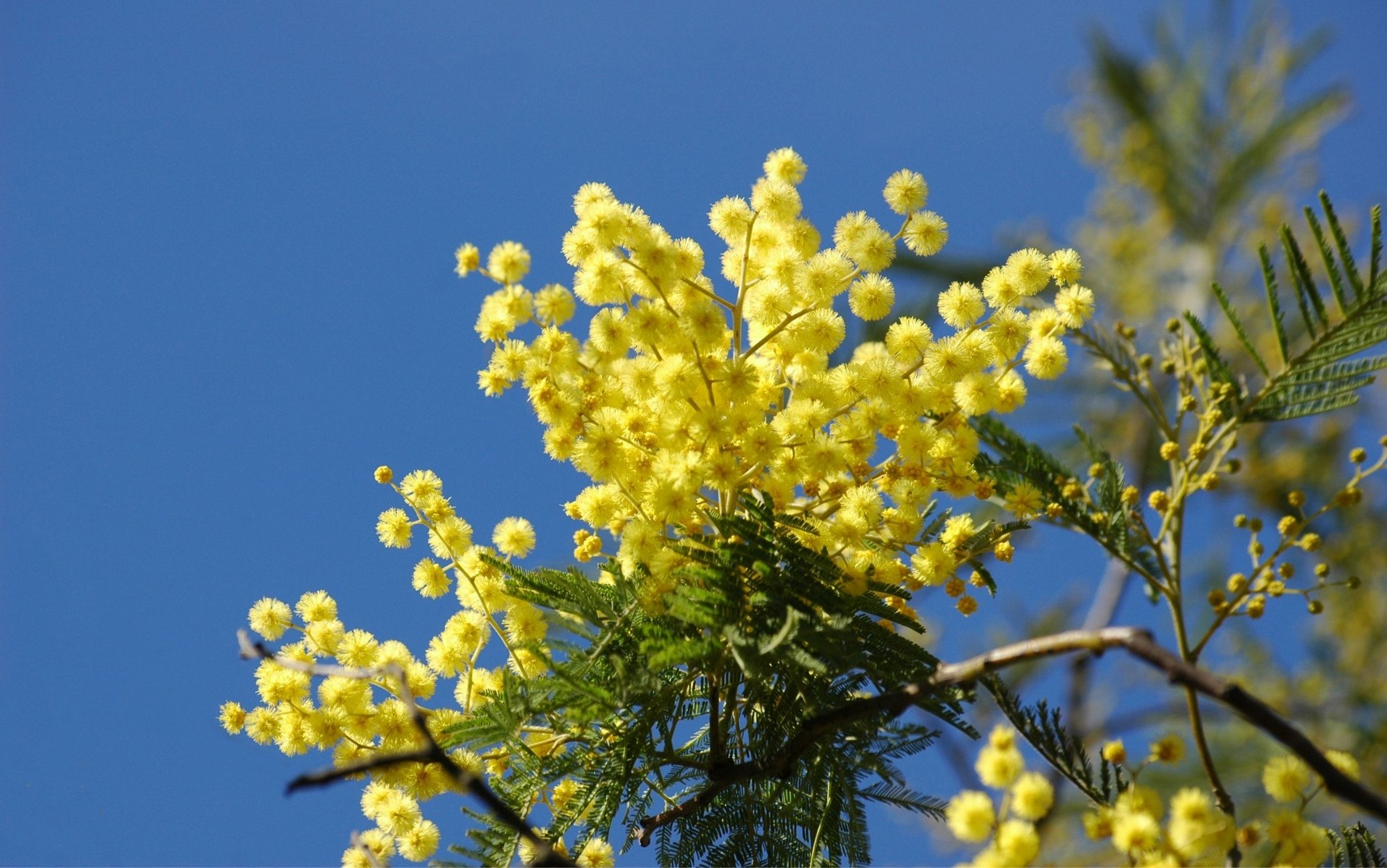 festa della donna