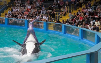 A trainer riding Lolita the killer whale at its 40th anniversary performance at Miami Seaquarium. (Photo by: Jeff Greenberg/Universal Images Group via Getty Images)