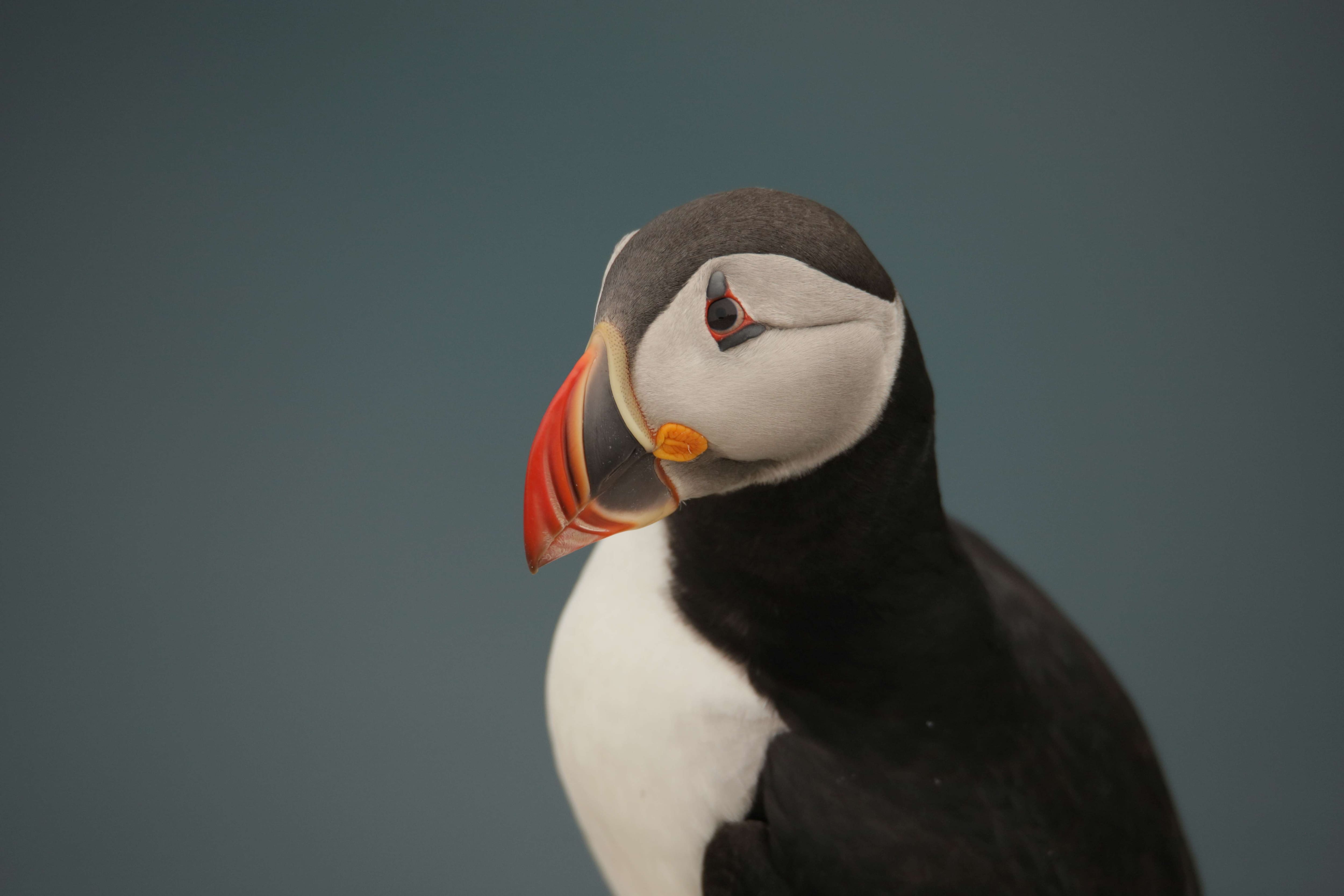 Puffin Rodrigo A. Martinez Catalan