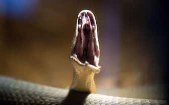 epa00969413 A Black Mamba attacks during a private exhibition in Sofia ,Bulgaria on Wednesday, 28 March 2007. The black mamba (Dendroaspis polylepis) is the largest venomous snake in Africa and the second largest venomous snake in the world, behind the King Cobra. The black mamba is the fastest moving snake in the world, capable of moving up to 20 km/h.   ANSA / EPA/VASSIL DONEV / PAL