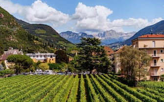 Vineyard in the mountains, Bolzano, South Tirol, Italy