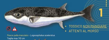 Pesce palla maculato (Lagocephalus sceleratus)
