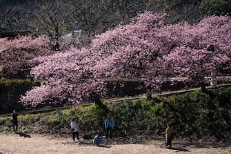 KAWAZU, JAPAN - FEBRUARY 20: Tourists take photographs under Kawazu-zakura cherry trees in bloom on February 20, 2023 in Kawazu, Japan. In the small town on the east coast of the Izu Peninsula, a type of cherry blossom that begins to flower two months earlier than the normal type of cherry will be in full bloom at the end of February. (Photo by Tomohiro Ohsumi/Getty Images)