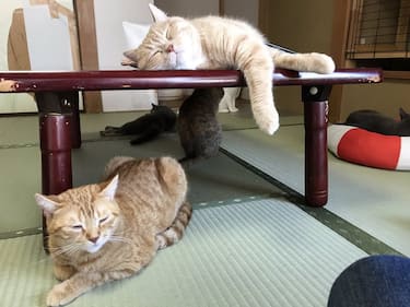 9. Un gatto come coinquilino in un ryokan