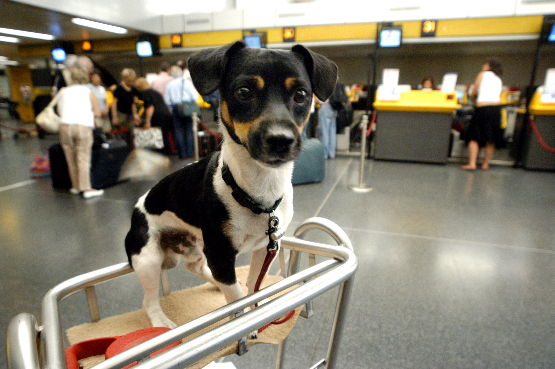 MILANO - PARTENZE PER LE VACANZE ESTIVE ESODO, AEROPORTO DI LINATE, PASSEGGERI CON CANE IN GABBIA E VALIGE E BAGAGLI AL CHECK IN (MILANO - 2004-08-06, Mauro Bottaro) p.s. la foto e' utilizzabile nel rispetto del contesto in cui e' stata scattata, e senza intento diffamatorio del decoro delle persone rappresentate