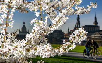 18 March 2024, Saxony, Dresden: Blossoms of an ornamental cherry tree bloom on the banks of the Elbe opposite the Old Town with the dome of the Academy of Fine Arts with the angel "Fama" (l-r), the Frauenkirche, the Ständehaus, the Hofkirche and the Hausmannsturm. Photo: Robert Michael/dpa (Photo by Robert Michael/picture alliance via Getty Images)