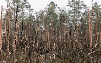 Broken trees seen at a forest on the side of the road. Traces of the Russian army invasion of Ukraine on the highway near Chernihiv. (Photo by Mykhaylo Palinchak / SOPA Images/Sipa USA)
