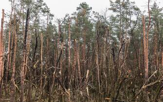 Broken trees seen at a forest on the side of the road. Traces of the Russian army invasion of Ukraine on the highway near Chernihiv. (Photo by Mykhaylo Palinchak / SOPA Images/Sipa USA)