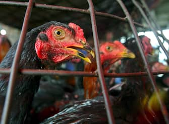 VIRUS POLLI: THAILANDIA, MORTA UN'ALTRA PERSONA .  An image of chickens in a cage at the chicken market in Bangkok, Thailand, Tuesday 18 October 2005. Thai authorities confirmed a new human fatality from avian influenza Thursday, 20 October 2005, the first death in more than a year in the country from the disease. Prime Minister Thaksin Shinawatra told a press conference that laboratory tests results showed H5N1 virus caused the death of a man in western Kanchanaburi province Wednesday.     NARONG SANGNAK ANSA-CD