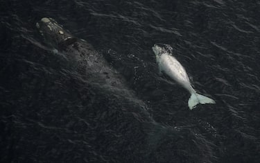 GettyImages-Balene