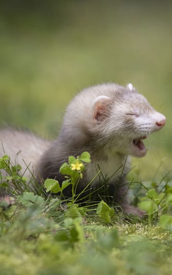 The Comedy Pet Photography Awards 2023
Darya Zelentsova
Amherst
United States

Title: The first outdoor walk
Description: Tiny happy ferret Boudicca (only 2,5 month old!) enjoys her first outdoor walk.
Animal: Boudicca The Ferret
Location of shot: Amherst, MA