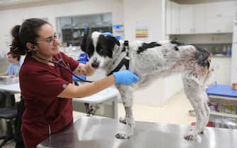 epa10934411 Mika, a five-years old dog found in Kibbutz Nir Oz and shot in her pelvis during the Hamas attack, receives treatment at the Hebrew University Veterinary Hospital in Rishon Lezion, Israel, 23 October 2023. The veterinary service in Israel together with hundreds of volunteers evacuated hundreds of injured pets to the veterinary hospitals throughout the country, after Hamas militants launched an attack against Israel from the Gaza Strip on 07 October. More than 4,500 Palestinians and 1,400 Israelis have been killed, according to the Israel Defense Forces (IDF) and the Palestinian health authority, since Hamas militants launched an attack against Israel from the Gaza Strip on 07 October.  EPA/ABIR SULTAN