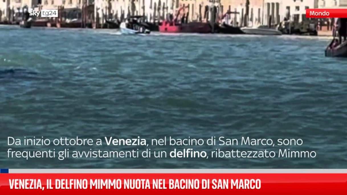 venezia il delfino mimmo nuota nel bacino di san marco